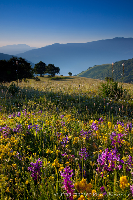 Wildflowers Umbria Italy Photography Workshop Tour Wildflowers Umbria Italy Photography Workshop Tour